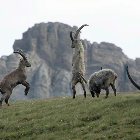 Restaurant Capricorns Casti-Wergenstein