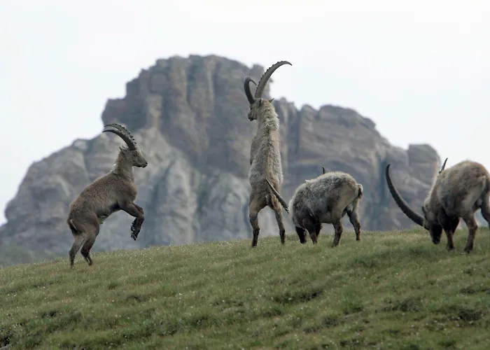 Restaurant Capricorns Casti-Wergenstein